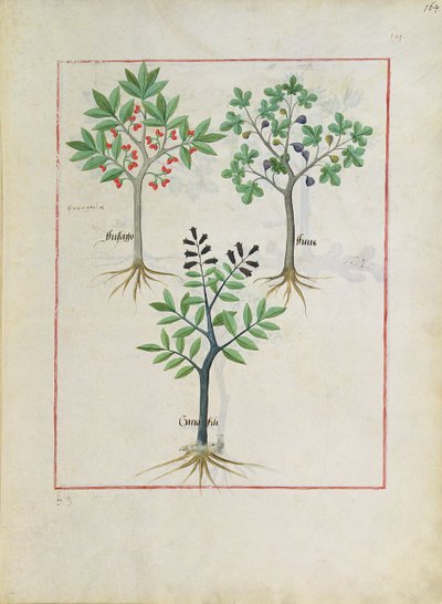 Illustrazione dal Libro delle Semplici Medicine di Mattheaus Platearius da Robinet Testard